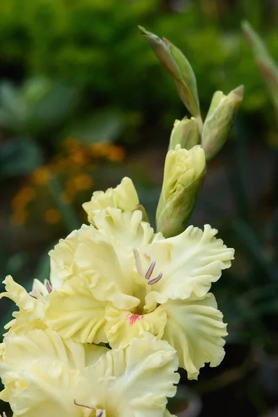 Extreme Nahaufnahme Des Gladiolenblütenstandes Mit Stempeln Und Staubgefäßen Detail Und — Stockfoto