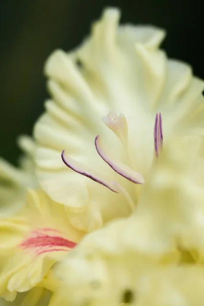 Ekstremalne Zbliżenie Kwiatostanu Gladiolus Pistils Stamens Szczegółowo Bardzo Blisko — Zdjęcie stockowe