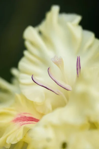Extrémní Detailní Záběr Gladiolus Květenství Pistolemi Tyčinkami Detailu Velmi Blízko — Stock fotografie