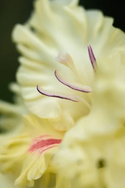 Ekstremalne Zbliżenie Kwiatostanu Gladiolus Pistils Stamens Szczegółowo Bardzo Blisko — Zdjęcie stockowe