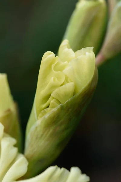 Extreme Close Van Gladiolus Bloeiwijze Met Stampers Meeldraden Detail Zeer — Stockfoto