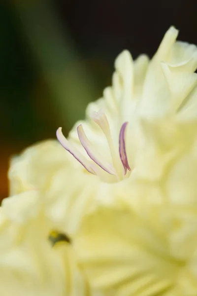 Extreme Nahaufnahme Des Gladiolenblütenstandes Mit Stempeln Und Staubgefäßen Detail Und — Stockfoto