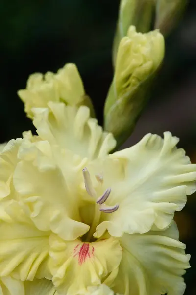 Gladiolus Infloresans Aşırı Yakın Çekim Pistil Mastenlerle Detaylı Çok Yakın — Stok fotoğraf