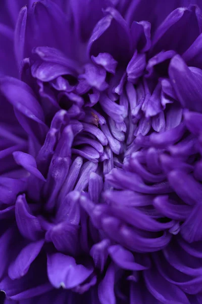 庭の花壇の雲に似た形をした紫色の牡丹型のキャスター 極端なクローズアップ ロイヤリティフリーのストック写真