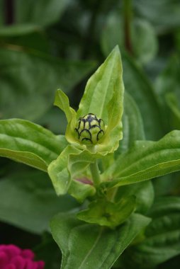 Yazın sonunda bahçesinde zinyalar olan bir çiçek tarhı..