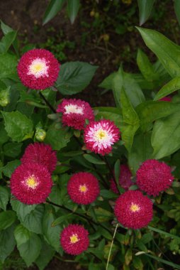 Yazın sonunda bahçesinde zinyalar olan bir çiçek tarhı..