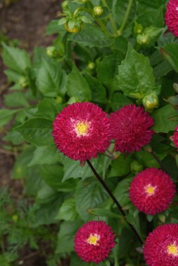 Yazın sonunda bahçesinde zinyalar olan bir çiçek tarhı..