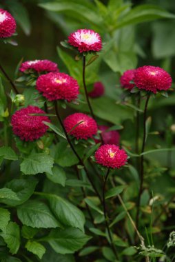 Yazın sonunda bahçesinde zinyalar olan bir çiçek tarhı..