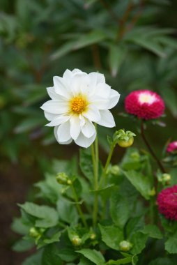 Zinyalar arasında bir çiçek tarhında yakın planda bir yıldız çiçeği.
