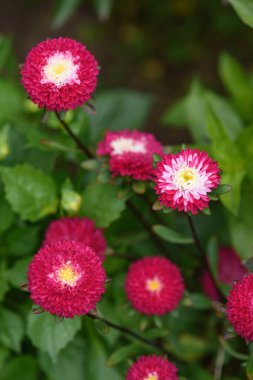 Yazın sonunda bahçesinde zinyalar olan bir çiçek tarhı..
