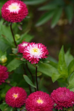 Yazın sonunda bahçesinde zinyalar olan bir çiçek tarhı..