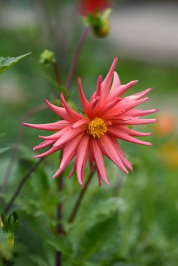 Bahçedeki bir çiçek tarlasına yakın plan Dahlia çiçeği.