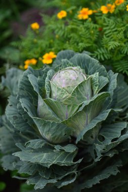 Tarım endüstrisi. Bahçede lahana kafası var. Yakın plan..