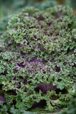 Arka planı kapatın. Arka planda yeşil lahana yapraklı çizgiler ve böcekler tarafından yenen delikler..