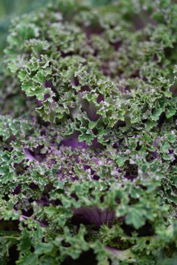 Arka planı kapatın. Arka planda yeşil lahana yapraklı çizgiler ve böcekler tarafından yenen delikler..