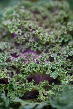 Arka planı kapatın. Arka planda yeşil lahana yapraklı çizgiler ve böcekler tarafından yenen delikler..
