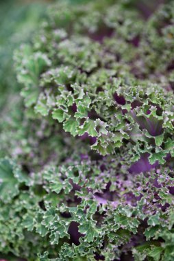 Arka planı kapatın. Arka planda yeşil lahana yapraklı çizgiler ve böcekler tarafından yenen delikler..