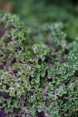 Arka planı kapatın. Arka planda yeşil lahana yapraklı çizgiler ve böcekler tarafından yenen delikler..