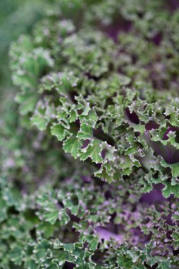 Arka planı kapatın. Arka planda yeşil lahana yapraklı çizgiler ve böcekler tarafından yenen delikler..