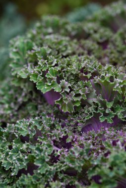 Arka planı kapatın. Arka planda yeşil lahana yapraklı çizgiler ve böcekler tarafından yenen delikler..