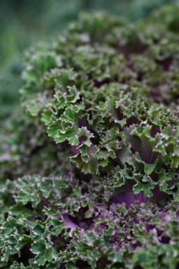 Arka planı kapatın. Arka planda yeşil lahana yapraklı çizgiler ve böcekler tarafından yenen delikler..