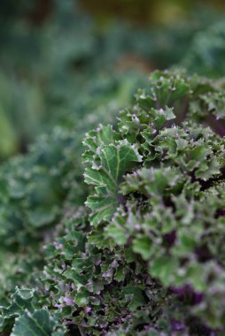 Arka planı kapatın. Arka planda yeşil lahana yapraklı çizgiler ve böcekler tarafından yenen delikler..