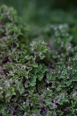 Arka planı kapatın. Arka planda yeşil lahana yapraklı çizgiler ve böcekler tarafından yenen delikler..