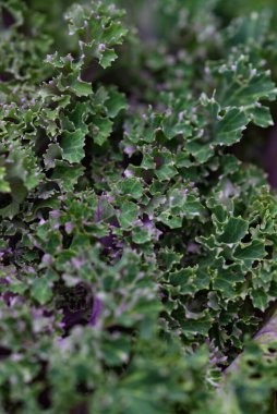 Arka planı kapatın. Arka planda yeşil lahana yapraklı çizgiler ve böcekler tarafından yenen delikler..