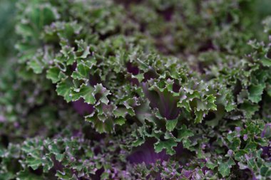 Arka planı kapatın. Arka planda yeşil lahana yapraklı çizgiler ve böcekler tarafından yenen delikler..