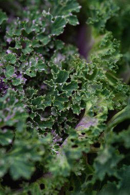 Arka planı kapatın. Arka planda yeşil lahana yapraklı çizgiler ve böcekler tarafından yenen delikler..