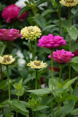 Yazın sonunda bahçesinde zinyalar olan bir çiçek tarhı..