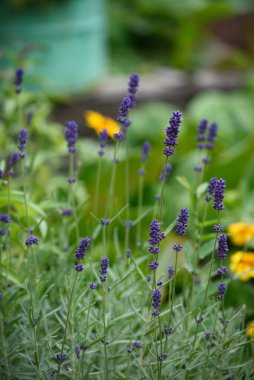 Bahçedeki bir çiçek tarlasına yakın lavanta çiçekleri..