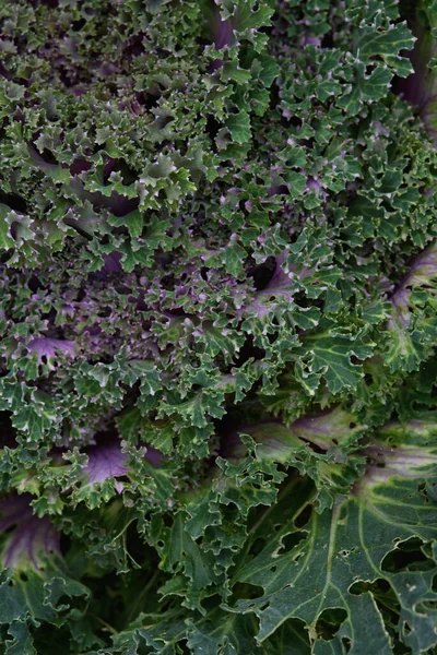 Sluit Achtergrond Groen Blad Van Kool Achtergrondverlichting Met Strepen Gaten — Stockfoto