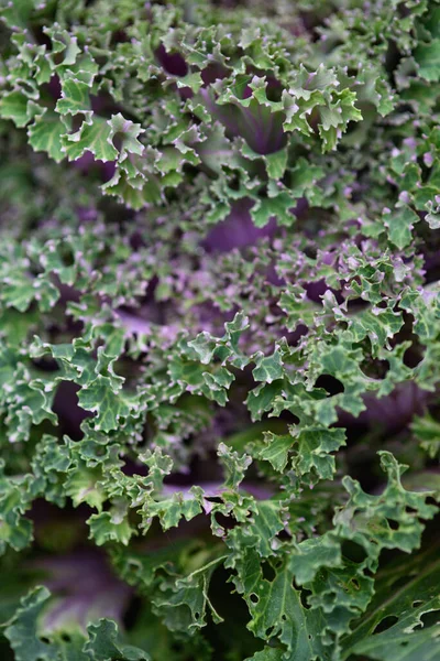 Närbild Bakgrund Gröna Blad Kål Bakgrunden Med Ränder Och Hål — Stockfoto