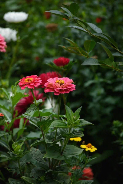 Een Bloembed Met Zinnias Tuin Aan Het Eind Van Zomer — Stockfoto