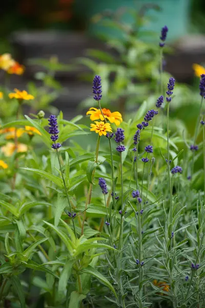 庭の花壇のラベンダーの花のクローズアップ — ストック写真