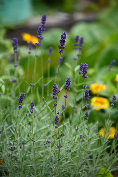 庭の花壇のラベンダーの花のクローズアップ — ストック写真