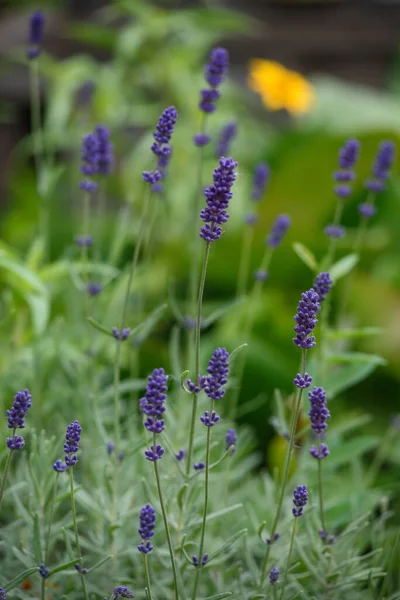 庭の花壇のラベンダーの花のクローズアップ — ストック写真