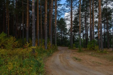 Sonbaharın başlarında nehir kıyısında yetişen çam ağaçlarının arasından geçen bir köy yolu..