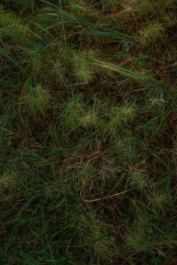 Ormandaki güneşin zıt ışığındaki at kuyruğu.