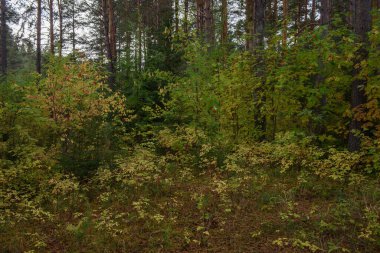 Sonbaharın renkleri. Manzara. Karışık orman. Sonbaharın başlarında renkli yapraklar ve bitkiler.