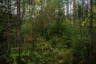 Sonbaharın renkleri. Manzara. Karışık orman. Sonbaharın başlarında renkli yapraklar ve bitkiler.