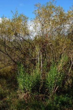 Genç söğüt ağaçları, parlak bir sonbahar gününde, kırık ve devrilmiş söğüt ağaçlarının gövdelerinden büyürler. Yaşam ve ölüm döngüsü.
