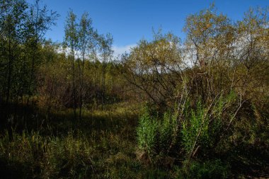 Genç söğüt ağaçları, parlak bir sonbahar gününde, kırık ve devrilmiş söğüt ağaçlarının gövdelerinden büyürler. Yaşam ve ölüm döngüsü.
