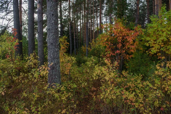 秋の色 混合林 初秋の紅葉とハーブ — ストック写真