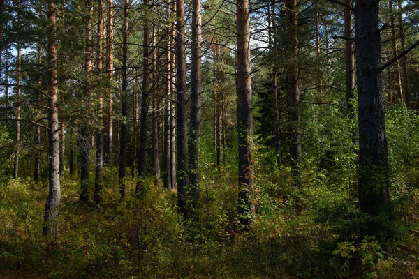 Paisagem Floresta Norte Uma Floresta Densa Com Árvores Caídas Abetos — Fotografia de Stock