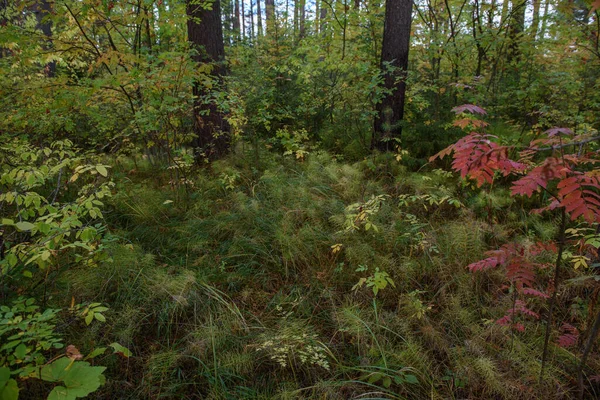 Colors Autumn Landscape Mixed Forest Colorful Leaves Herbs Early Autumn — Stock Photo, Image