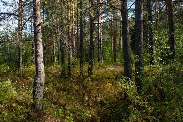 Пейзаж Північного Лісу Густий Ліс Опалими Деревами Ялинки Вирощені Мохом — стокове фото