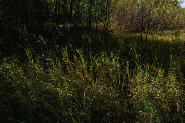 Sahada Çimenler Sonbahar Güneşinin Parlak Işığında — Stok fotoğraf