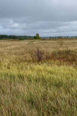 Resmedilmeye değer bir manzara. Sonbaharın sonlarında biçilmiş çimlerin yeniden yeşerdiği ve soğuk sonbahardan sarardığı bir tarla..
